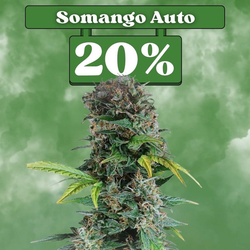 Somango Auto – Autoflowering (3-pack)
