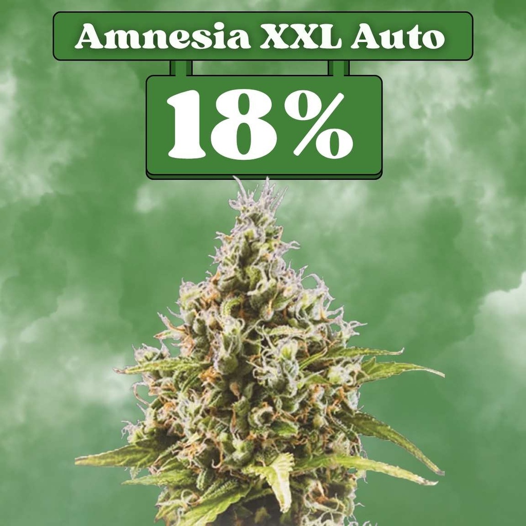 Amnesia XXL Auto – Autoflowering (3er-Pack)