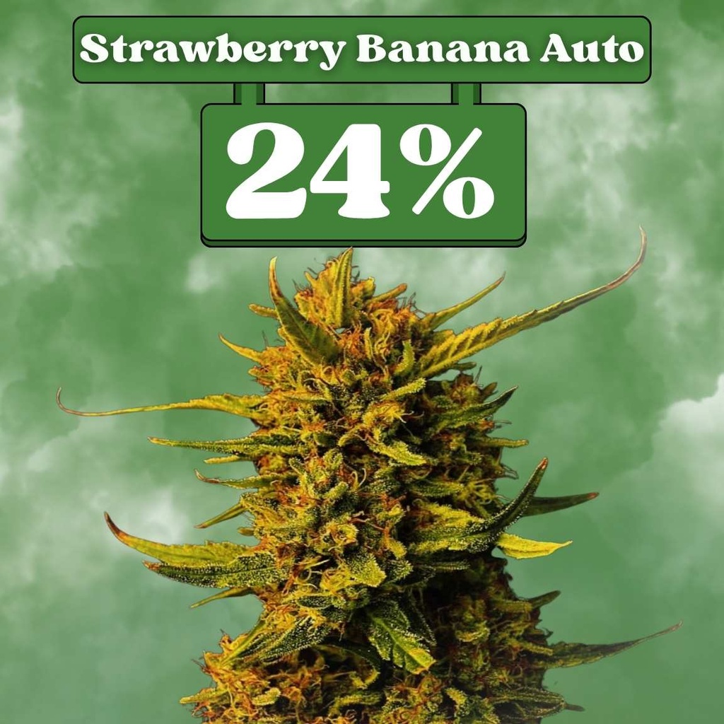Strawberry Banana Auto – Autoflowering (pack de 3)