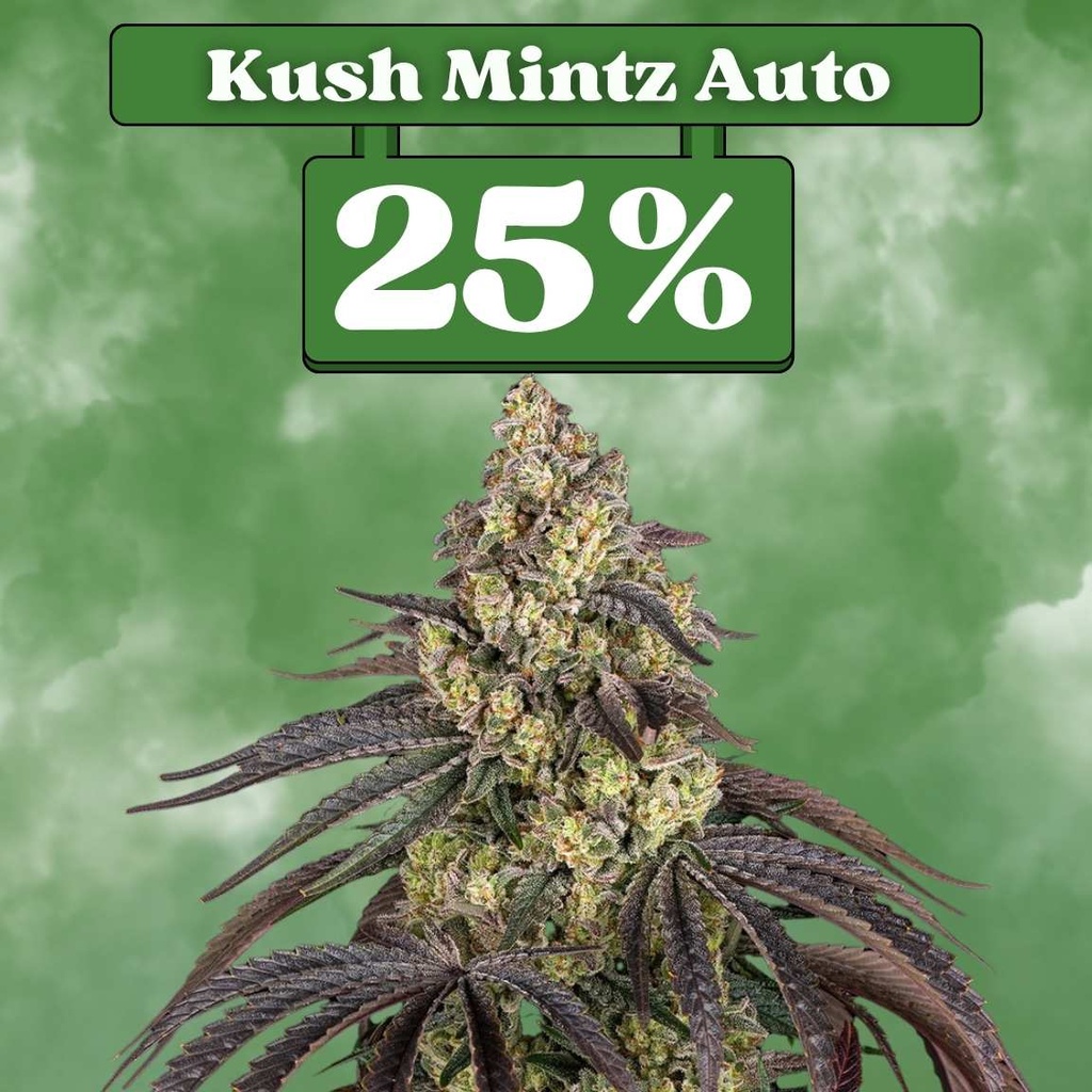 Kush Mintz Auto – Autoflowering (3-pack)