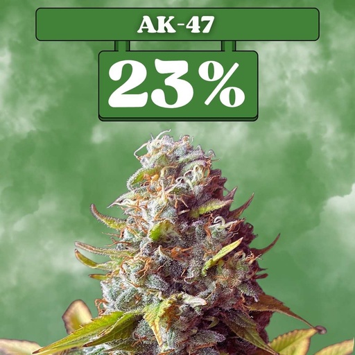 [ES-SAM-FEM-AK47-3ER] AK-47 – Féminisée (lot de 3)