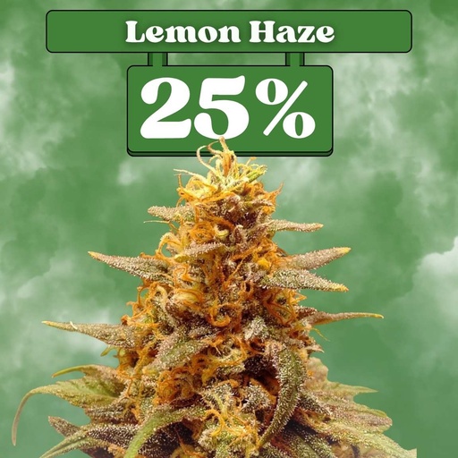 [ES-SAM-FEM-LEMONHAZE-3ER] Lemon Haze – Féminisée (lot de 3)