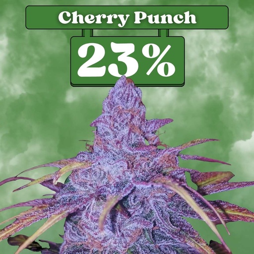 [ES-SAM-FEM-CHERRYPUNCH-3ER] Cherry Punch – Feminizada (pack de 3)
