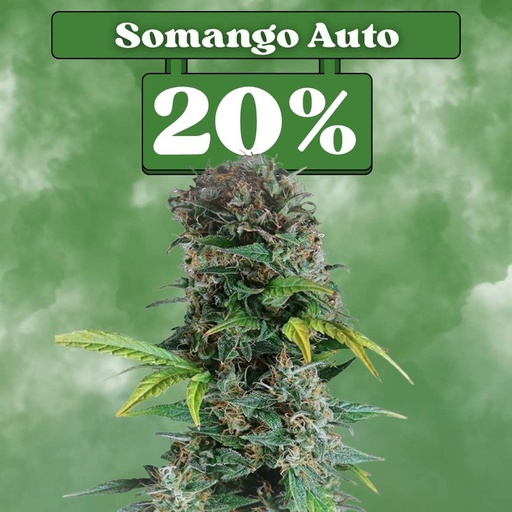 [ES-SAM-AUTO-SOMANGOAUTO-3ER] Somango Auto – Autoflowering (συσκευασία 3 τεμαχίων)