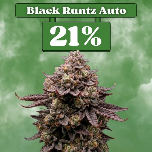 [ES-SAM-AUTO-BLACKRUNTZAUTO-3ER] Black Runtz Auto – Autoflowering (pack de 3)