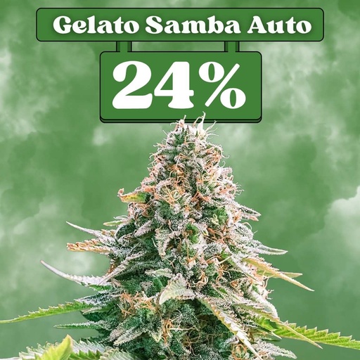 [ES-SAM-AUTO-GELATOSAMBAAUT-3ER] Gelato Samba Auto – Autoflowering (3-pack)